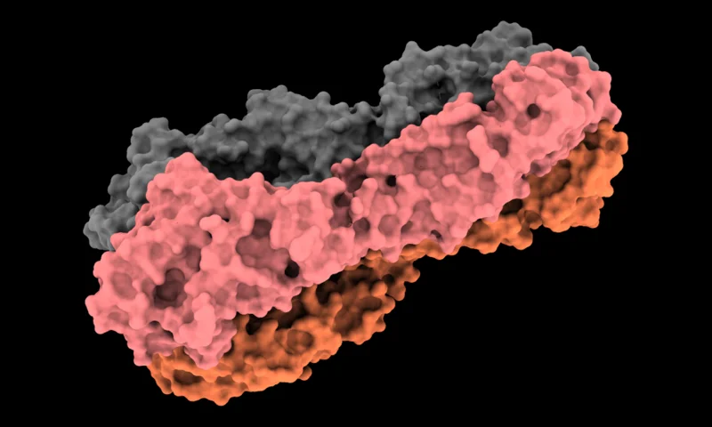 IntelliFold (AlphaFold3)